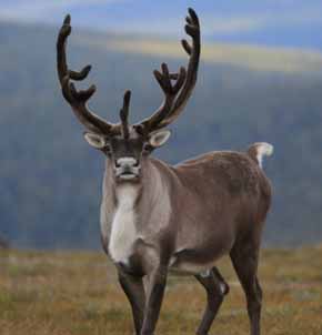 Заказник «Олений перевал» фото